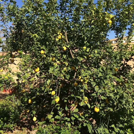 B&B Valencia Country House 산 안토니오 데 바나헤베르